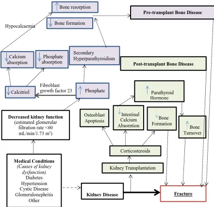 Figure 2. 1. Mechanisms for increased fracture risk in individuals with kidney disease 