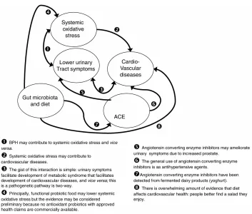 Figure 1. Schema of pathogenetic components possibly associated with whey product ameliorating LUTS