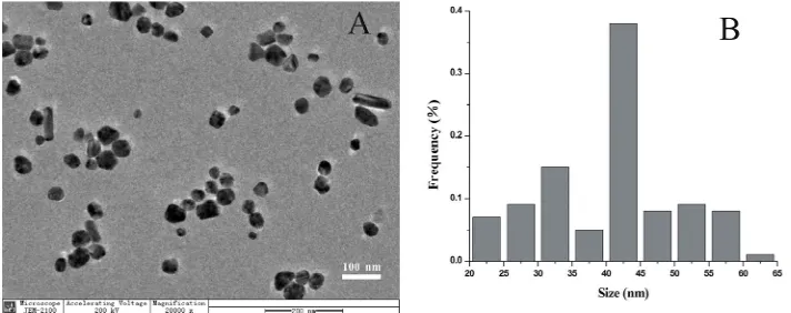 Figure 1. (A) TEM image of the original citrate-reduced Ag-NPs prepared by the present method; (B) The size distribution of Ag-NPs with polydispersity