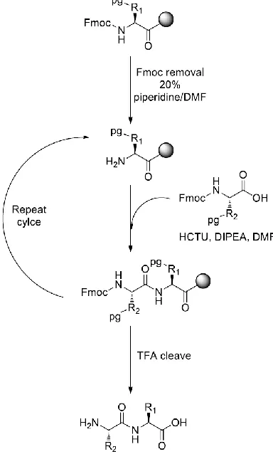 Figure 1.2 Solid phase peptide synthesis (SPPS) employing 9-fluorenylmethoxycarbonyl 