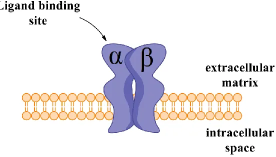 Figure 1.7 Simple schematic of integrin consisting of α and β subunits.