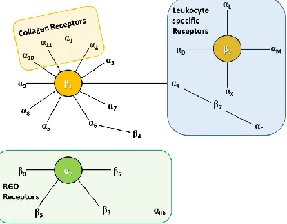 Figure 1.8 Integrins exhibiting binding towards different membrane proteins.38