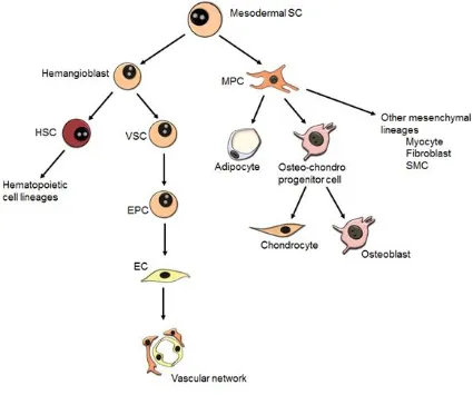 Figure 1.3.  Developmental origin and potential of marrow-resident SCs. 