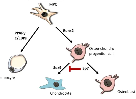 Figure 1.4.  Key transcription factors regulating MPC differentiation. 