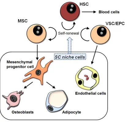 Figure 1.6.  Schematic of interactions between BM SC niche components. 