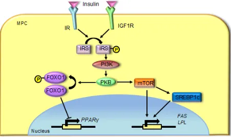 Figure 1.7.  Hyperinsulinemia promotes adipogenesis in MPCs. 