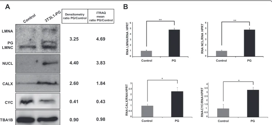 Fig. 3 Immunoblotting and RT-PCR verification of selected proteins. a Western blotting analysis confirms the modulation of Lamin A, calnexin(CALX), nucleolin (NCL), and cytochrome c (CYC)