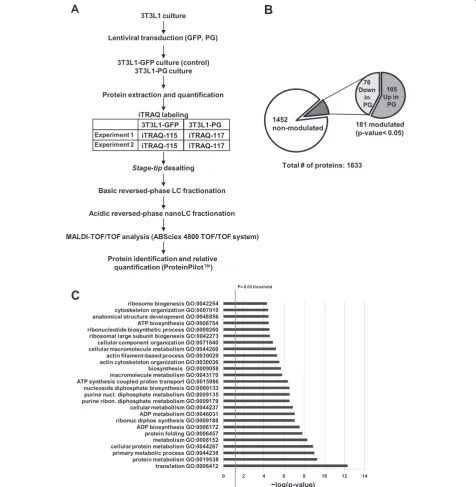 Fig. 2 Isobaric tags for relative quantification (iTRAQ) of modulated proteins in 3T3L1-PG cells