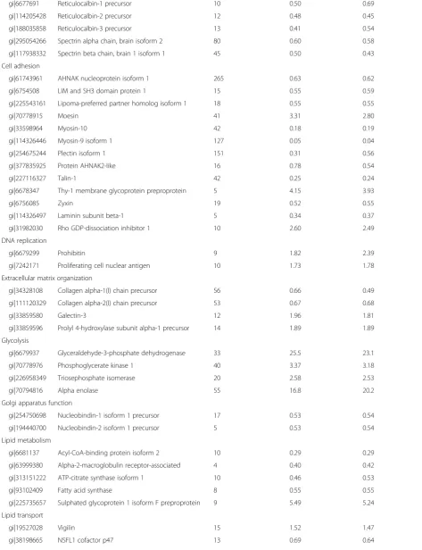 Table 1 Modulated proteins (p <0.05) in PG-3T3L1 cells classified according to their principal biological process (Continued)