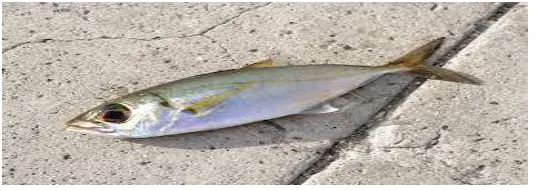 Fig [1] Dead Fish 