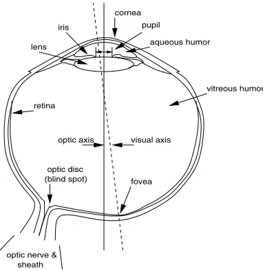 Fig. 2.3. The eye. Adapted from Visual Perception, 1st edition, by Cornsweet (1970)