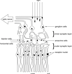Fig. 2.4. Schematic diagram of the neural interconnections among receptors and bipolar, gan-