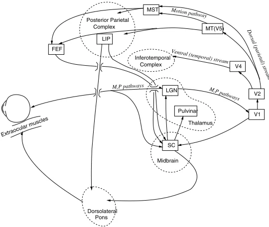 Fig. 2.1. A simpliﬁed view of the brain and the visual pathways relevant to eye movements