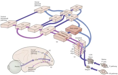 Figure 5: The basic anatomy of the visual pathways of the human brain. 