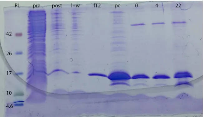 Figure 3. Gel of expression, purification, and digestion of N-Cam. Y/TEV/ZF23 con-struct