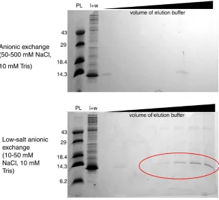 Figure S1. (Top) SDS-PAGE protein gel of the attempted purification of SPA-WW1 us-increased binding affinity of protein to resin in lowered salt concentration