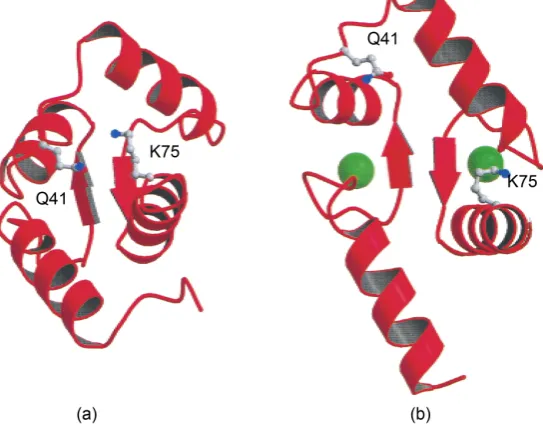 Figure 1. Cations of Caof calmodulin. (a) Ribbon diagrams show the differences in the conforma-N-Cam (Chattopadhyaya et al