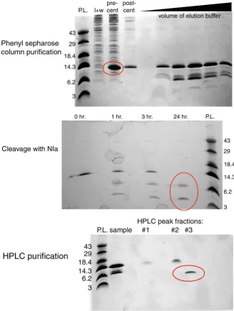 Figure 2. Representative SDS-PAGE protein gels of the scheme utilized to purify of WW fusion protein (specifically SPANS-WW2 in these images)