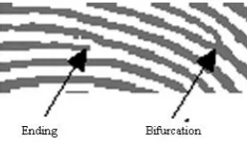 Figure 4 the Original histogram of a fingerprint image 