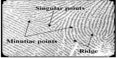 Fig 6 Palm print features 