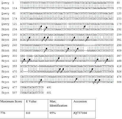 Figure 4.3: GenBank blast search for H. marginatum rufipes haplotype. Query represents H