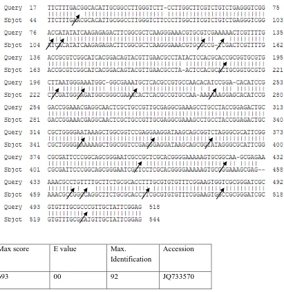 Figure 4.4: Figure 4.2 GenBank blast search for sample 43 (H. dromedarii); Query represents sample 43 while Sbjct represents H