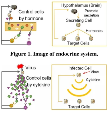 Figure 1. Image of endocrine system. 