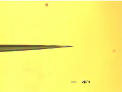 Figure 1-3 Optical Microscopy Image of a Nanospray Capillary before breaking. 