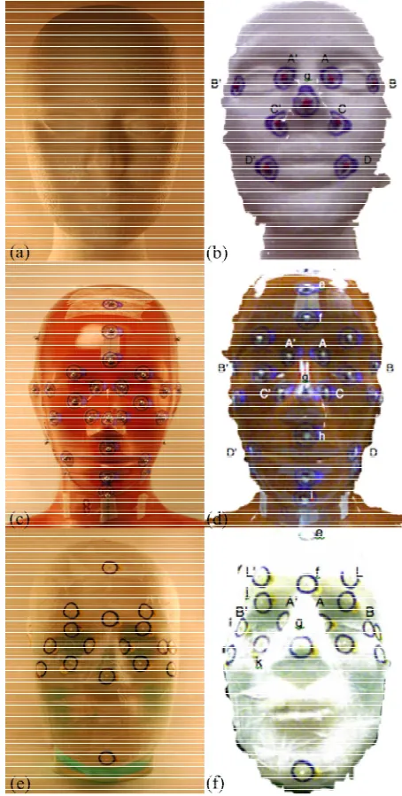 Figure 1. From top down, styrofoam model, red and clear phantoms ((a), (c), (e)) with corresponding mesh images ((b), (d), (f))