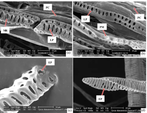 Figure 2. SEM photographs of vessel elements of pinna and stem of Cycas diannanensis. (a) Two scalariform vessel of pinna pos-periphery of some perforations