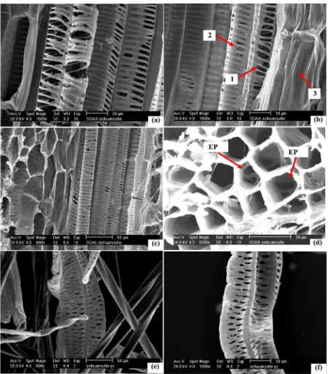 Figure 4. Vessel elements of rachis of Cycas szechuanensis, (a)-(c) The longitudinal section of cut by hand; (d) Cross section of cut by hand; ((e), (f)) The materials of segregation by dissociated solution