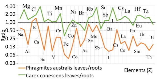 Figure 3. Average differences between leaves/roots ratios for Phragmites australis and Carex conescens