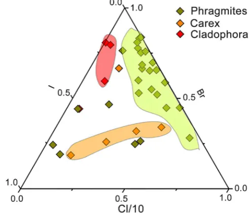 Figure 5. The elemental content of Phragmites australis, Carex conescens and Clado- phora sericea normalized against bottom sediments (station 2c)