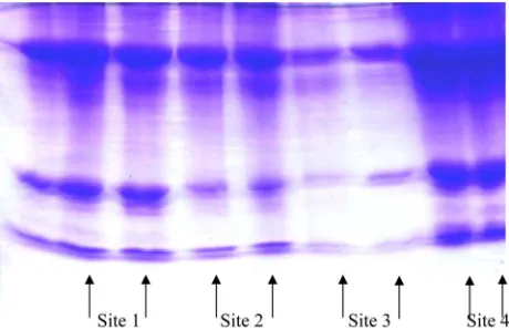 Figure 1. The electropherograph of different proteins of c atfish from Sites 1, 2, 3, and 4