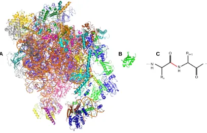 Figure 1.1 X-ray structures of (A) the 2.8 MDa human mitochondrial ribosome (PDB ID: 3J9M),  