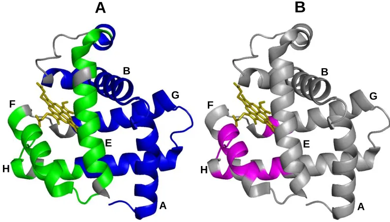 Figure 2.8 Visualization of regions most affected by heme removal at pH 7 as detected by (A)  