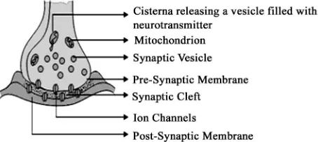 Figure 1. A schematic sketch of synapse showing the com- ponents and the vesicles that release neurotransmitters