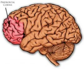 Figure 1-2 Schematic Representation of Prefrontal cortex  