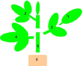 Figure 1: Illustration of different plant parts harvested in the experiment: top of the trifoliate treated leaf including the sub-petiole (1), rest of trifoliate treated leaf including the petiole (2), parts above the treated leaf including the third true leaf and growing tips (3), first true leaf including the petiole (4), stems below the treated leaf (5) and roots (6) 