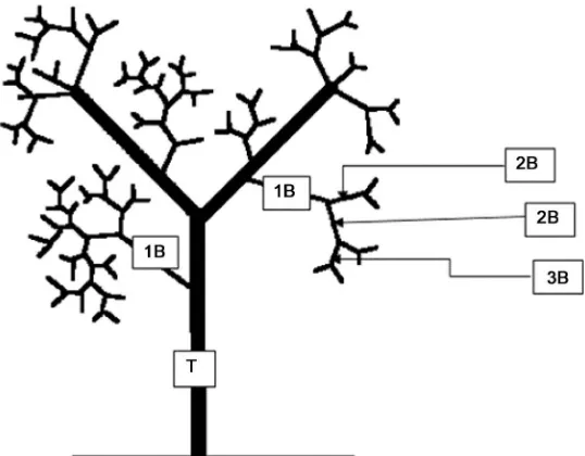 Figure 3. Tree parts: T = Trunk, 1B = Primary branch, 2B = Secondary branch, 3B = Ter-tiary branch)