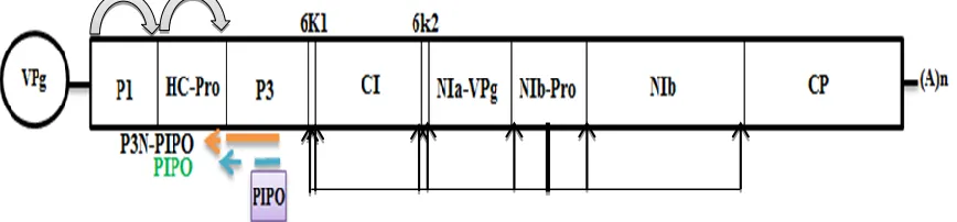 Figure  1.2 Schematic representation of TuMV genome. The viral RNA is symbolized 