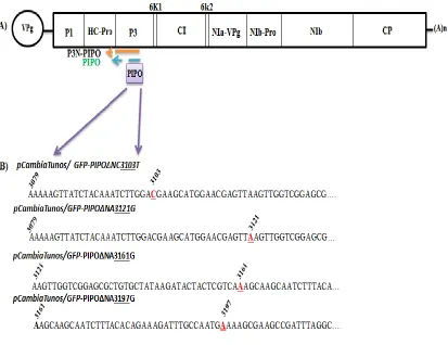 Figure 2.1 Schematic representation of the TuMV genome. The viral RNA is 
