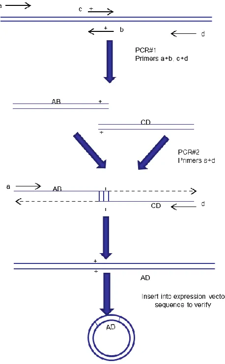 Figure 2.2 Schematic representation of overlapping PCR. Overlapping PCR was used 