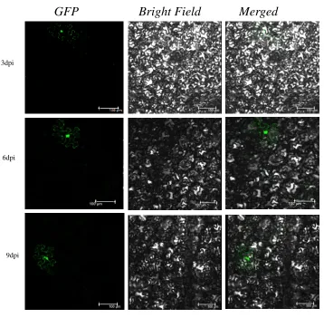Figure 3.1 Cell-to-cell movement of TuMV requires P3N-PIPO. (A) 