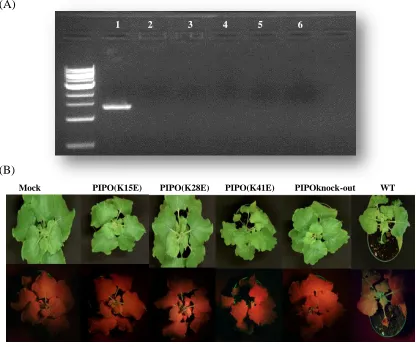 Figure 3.2 Detection of TuMV accumulation in upper newly emerging leaves of 