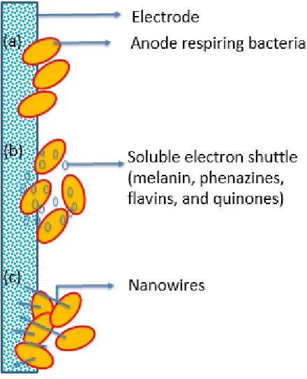 Figure 2.3 – Schematic of three EET mechanisms used by ARB: (a) direct electron transfer, (b) 