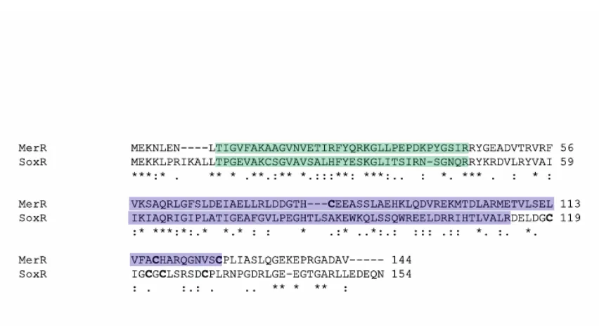 Figure 1.4. SoxR is in the MerR family of transcriptional activators.  Shown here is a primary amino acid sequence alignment of the Hg(II)-sensing protein MerR with that of SoxR