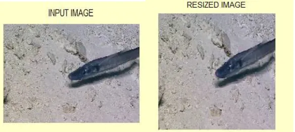 Fig 2 : Input and Resized Images  