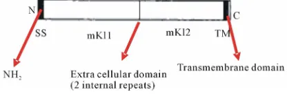 Figure 1. The Klotho gene. 