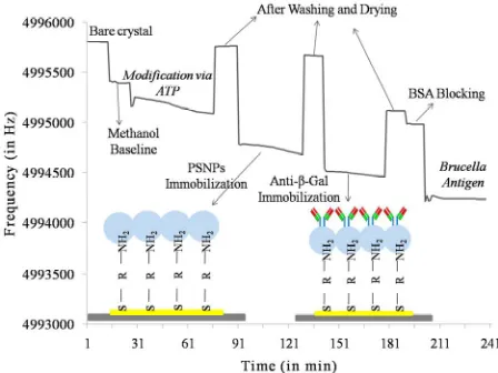Table 1Probably, since the antibodies are only weakly ad-